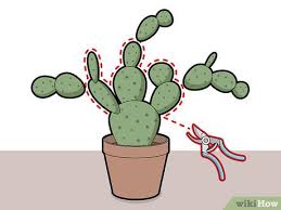 Heavy rainfall will result in big bold blooms on. 4 Ways To Prune Cactus Wikihow