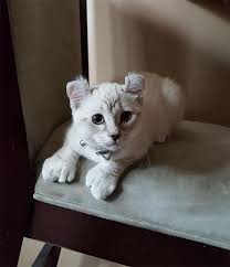 The development of this cat originates in the highland lynx and has evolved since through selective breeding. 133 Pets Whose Genetics Made Them Unique Bored Panda