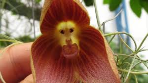 orchids and how to grow ...