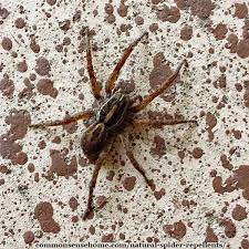 But too much, even of a good thing, can be bad. Natural Spider Repellents 8 Ways To Get Rid Of Spiders