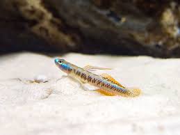 Gold Neon Dwarf Goby Stiphodon Percnopterygionus Aquatic Arts Salt Water Fishing Nano Aquarium Aquatic Arts