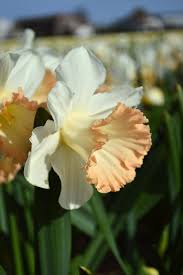 Daffodil British Gamble Daffodils Daffodil Bulbs Bulb Flowers