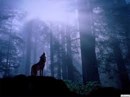 1024 x 768 jpeg 62 кб. Wolf Howling At Moon Wallpaper