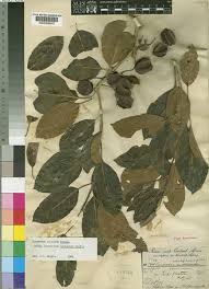 Image result for Combretum collinum