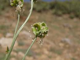 Image result for Pimpinella alismatifolia
