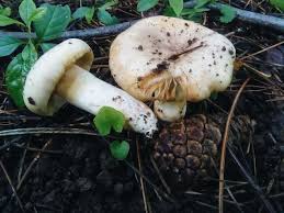 Image result for Russula sp