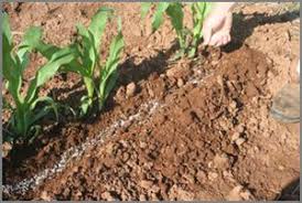 We did not find results for: Sweet Corn Pollination Fertilizer Improve Your Harvest