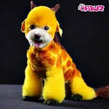 These are the most basic of colors that can give you some spectacular color combinations. Dog Hair Colors Off 78 Www Usushimd Com