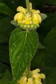 Image result for Acrotome hispida