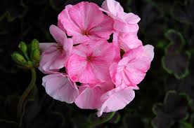 Image result for Pelargonium apetalum