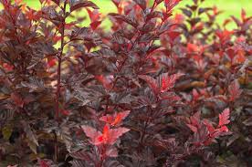 Ninebarks are deciduous shrubs and are botanically known as physocarpus. Ninebark Bush Care And Growing Guide