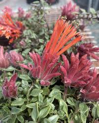 Image result for Marsdenia macrantha