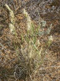 Image result for Enneapogon