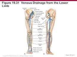 The most common pad symptom is pain or cramping in. 21 Blood Vessels And Circulation C H A P T E R Ppt Video Online Download