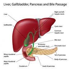 Also, you don't would like to fail to remember your router. A Guide To The Liver For First Aiders Anatomy Physiology First Aid For Free