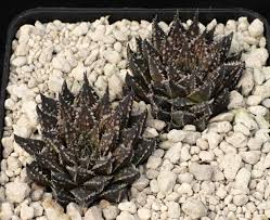 Image result for Habenaria magnirostris