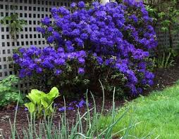 Image result for Buchnerodendron