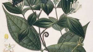 Image result for Strychnos lucens