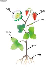 Resultado de imagen para partes de las plantas  para niños