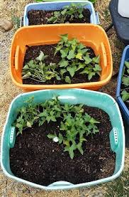 Sweet potatoes can grow in a wide range of climatic conditions. Growing Sweet Potatoes In Cold Climates Countryside