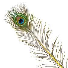 Are you a factory or trading company9 a: Peacock Eyes Stem Dyed Yellow Feathers For Sale Peacock Feathers Store The Feather Place