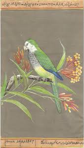Pin Na Doske Birds Of Paradise