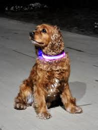 Led Isikli Kopek Tasmasi Led Dog Collar Triko