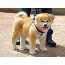 Akita Inu - Chiens - Anipassion