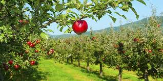 Tolerant of a range of soils including grassed orchards and poor soils, resistant to crown and collar rot, recommended for. How To Create A Permaculture Orchard Grocycle