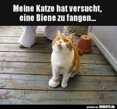 Wie kann diese dicke katze nur weniger wiegen als ich? Meine Katze Hat Versucht Eine Biene Zu Fangen Lustige Bilder Spruche Witze Echt Lustig