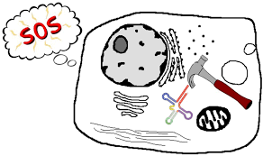 Image result for Cholinergic Toxicity