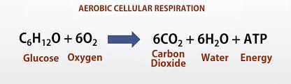 Write The Balanced Summary Equation Of Cellular Respiration Tessshebaylo