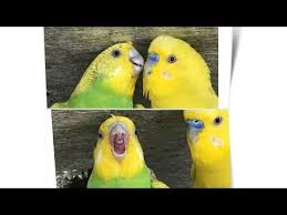 طيور البادجي youtube animals bird parrot