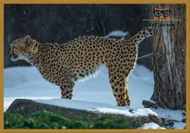 Do Male Cats Spray After Being Neutered Marking The Urine Territory