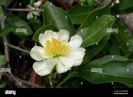 Image result for Xylotheca tettensis