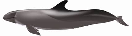 Paus tidak bergigi berukuran lebih besar daripada ikan paus bergigi dan mempunyai struktur yang. 2