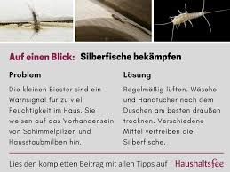 Silberfische Bekampfen Beste Tipps Tricks