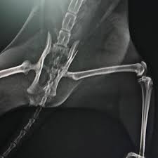 Kedi Kalca Kirigi Fractured Cat Deniz Pet Veteriner Klinigi Facebook