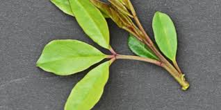 Image result for Maerua cafra