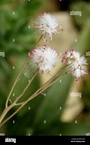 Image result for Emilia abyssinica