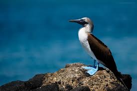 Bird With Blue Feet And Beak Pin On Boobies