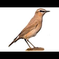 Image result for Isachne buettneri