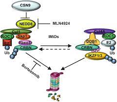 Скит скит намбер ван чит. Csn9 Mediated Crbn Degradation In Mm Csn9 Block The Function Of Scf Download Scientific Diagram