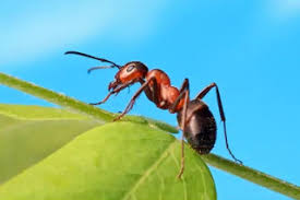 A dream about ants crawling on your body may symbolize someone or something that is getting the ant bites may not have hugely positive effects but rather annoyances. Ant Dream Meaning Seeing Ant Dream Meaning