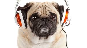 7 Scientific Studies About How Animals React To Music Animals Elephants Playing Dog Sounds