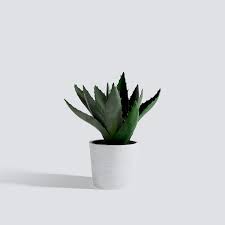 Interior or office plants are actually one of the easiest, most cost effective, health enhancing, environmentally beneficial and stylish ways. Vol 4 Interior Plants Triangle Form 3d Models Scenes