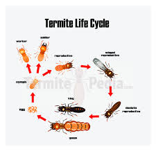 The Ultimate Termites Guide 101 You Ve Been Missing In 2020 Termites Types Of Termites Termite Season