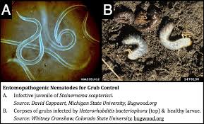 Nematodes are a gardener's worse nightmare! Biological Control Using Worms To Control Grubs Missouri Environment And Garden News Article Integrated Pest Management University Of Missouri