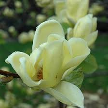 Image result for magnolie sunsation