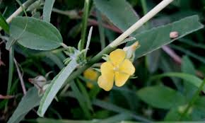 Image result for Melhania acuminata